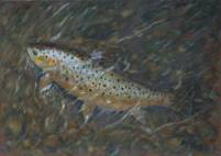 Trout in shallow stream